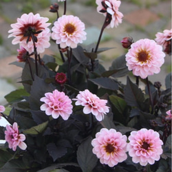 牡丹【花競⠀】大輪のピンクの代表花千重ね咲き見る角度により