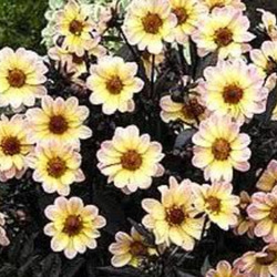 牡丹【花競⠀】大輪のピンクの代表花千重ね咲き見る角度により