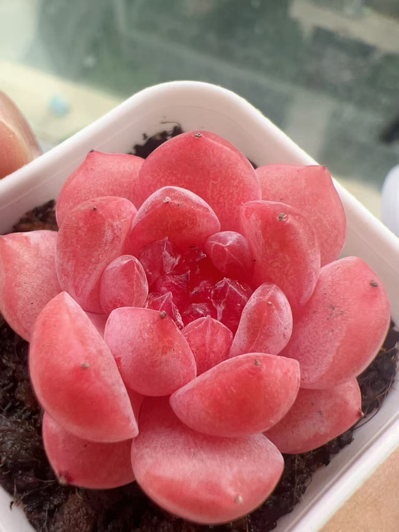 新作 多肉植物 エケベリア ルビーのいちご大福 3cm 小苗 1株 多肉植物