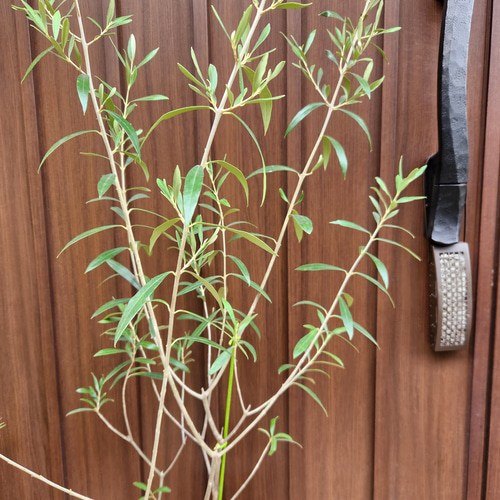 オリーブの木 エルグレコ テラコッタ鉢植え 苗 シンボルツリー 盆栽