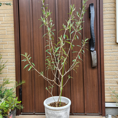 りんご♡オリーブエルグレコテラコッタ鉢植え 　soujuオリーブネバディロ りんご様専用♡オリーブエルグレコテラコッタ鉢植え soujuオリーブ