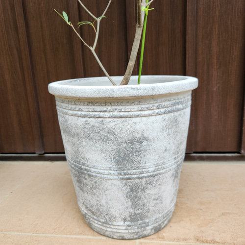 オリーブの木 エルグレコ テラコッタ鉢植え 苗 シンボルツリー 盆栽