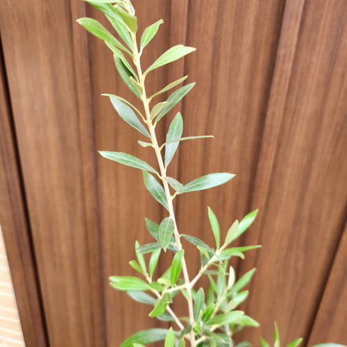 オリーブ　エルグレコ　テラコッタ鉢植え　苗　苗木　シンボルツリー オリーブの木 エルグレコ テラコッタ鉢植え 苗 シンボルツリー 盆栽