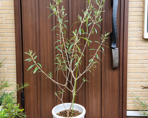 オリーブ　エルグレコ　お洒落テラコッタ鉢植え　苗　ウェルカムツリー オリーブの木 エルグレコ テラコッタ鉢植え 苗 シンボルツリー 盆栽