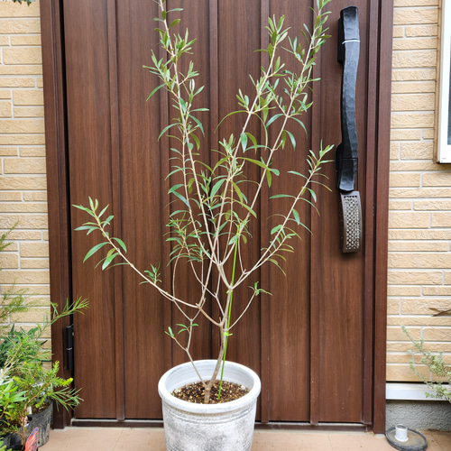 オリーブ　エルグレコ　お洒落テラコッタ鉢植え　苗　ウェルカムツリー オリーブの木 エルグレコ オリーブ柄テラコッタ鉢植え 苗 シンボル