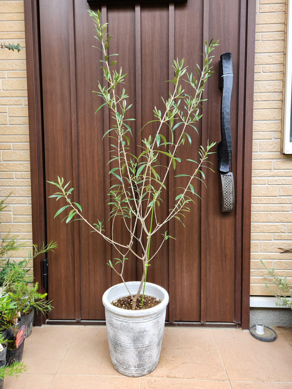 オリーブの木 エルグレコ テラコッタ鉢植え 苗 シンボルツリー 盆栽