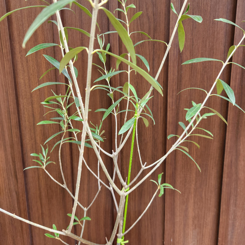 オリーブの木 エルグレコ テラコッタ鉢植え 苗 シンボルツリー 盆栽