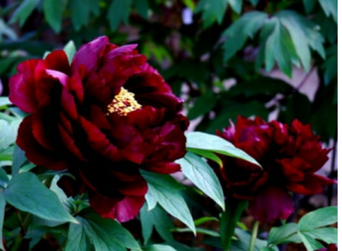 牡丹【 皇嘉門 】濃い紫に白の覆輪が入る魅せられる花