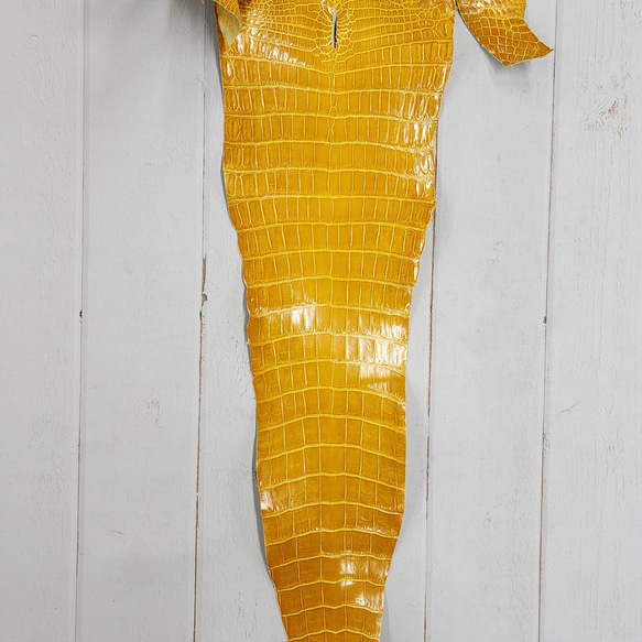 ワニ革 クロコ グレージング仕上げ  イエロースクワッシュ No.C008987 5枚目の画像