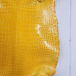 ワニ革 クロコ グレージング仕上げ  イエロースクワッシュ No.C008987 15枚目の画像