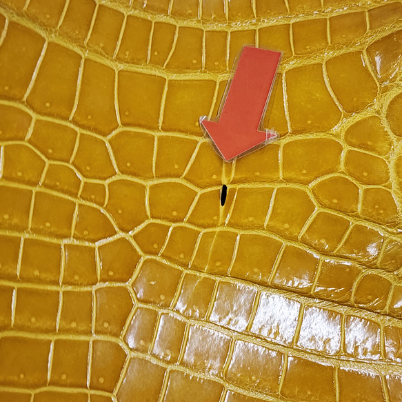 ワニ革 クロコ グレージング仕上げ  イエロースクワッシュ No.C008987 11枚目の画像