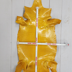 ワニ革 クロコ グレージング仕上げ  イエロースクワッシュ No.C008987 6枚目の画像