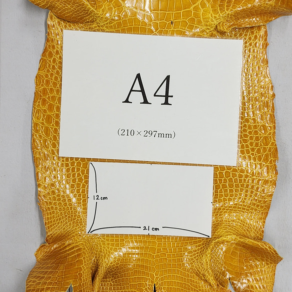 ワニ革 クロコ グレージング仕上げ  イエロースクワッシュ No.C008987 8枚目の画像