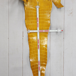 ワニ革 クロコ グレージング仕上げ  イエロースクワッシュ No.C008987 7枚目の画像