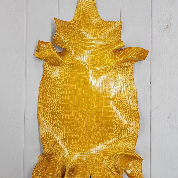 ワニ革 クロコ グレージング仕上げ  イエロースクワッシュ No.C008987 1枚目の画像