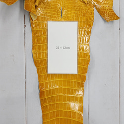 ワニ革 クロコ グレージング仕上げ  イエロースクワッシュ No.C008987 9枚目の画像