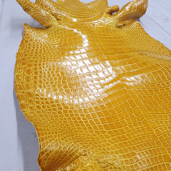 ワニ革 クロコ グレージング仕上げ  イエロースクワッシュ No.C008987 16枚目の画像