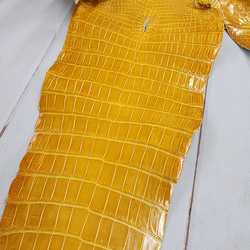 ワニ革 クロコ グレージング仕上げ  イエロースクワッシュ No.C008987 17枚目の画像