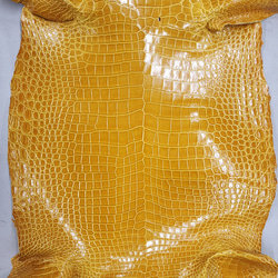 ワニ革 クロコ グレージング仕上げ  イエロースクワッシュ No.C008987 4枚目の画像