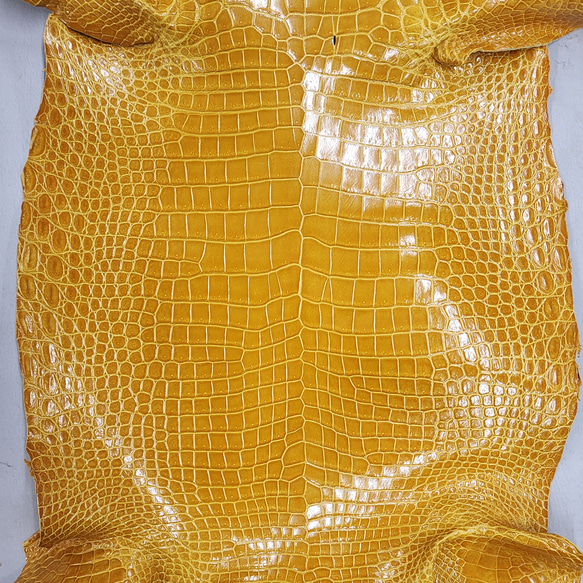 ワニ革 クロコ グレージング仕上げ  イエロースクワッシュ No.C008987 4枚目の画像