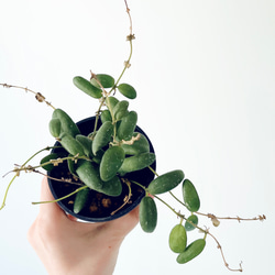 一点限定】ドラセナ ヴィクトリア Lサイズ 透き通るような美しさ 観葉