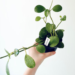 再入荷】フィカス スウィートハート 2株 登録品種 観葉植物 calmcafe