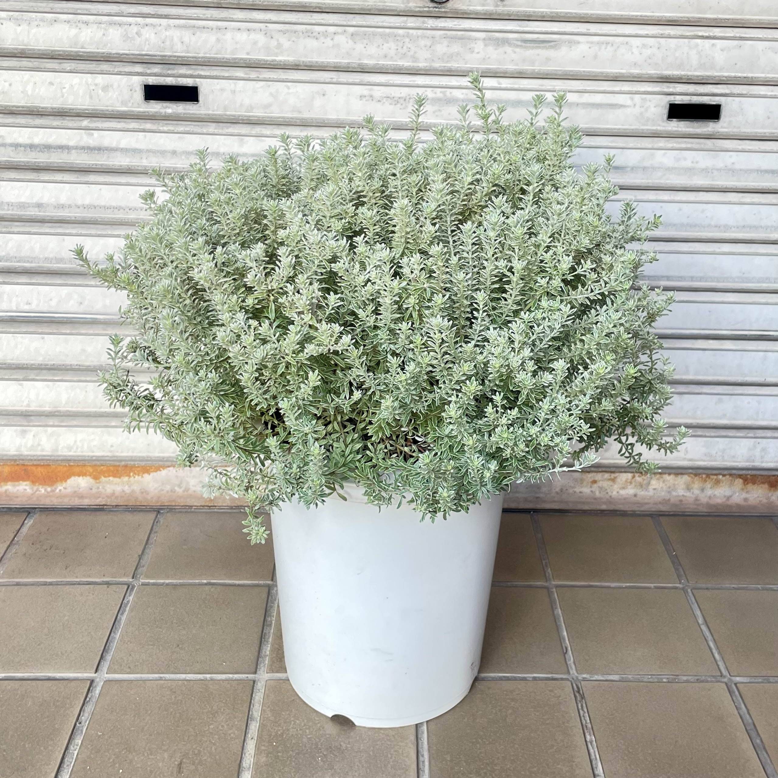 希少な斑入りウエストリンギア“スモーキーホワイト”9号大株｜オーストラリアンローズマリー