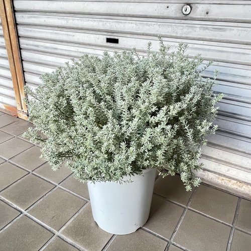 希少な斑入りウエストリンギア“スモーキーホワイト”9号大株