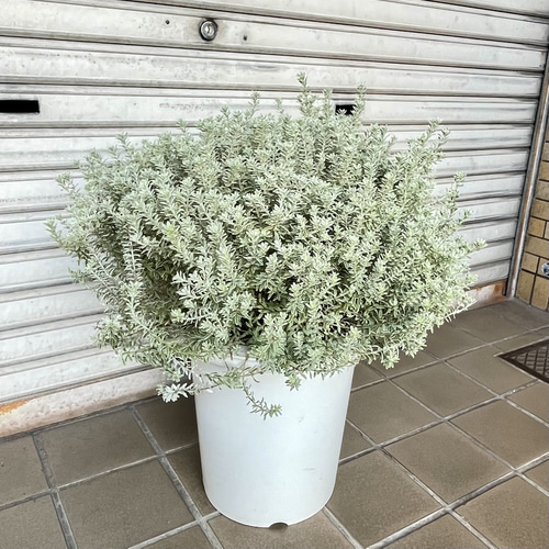 希少な斑入りウエストリンギア“スモーキーホワイト”9号大株