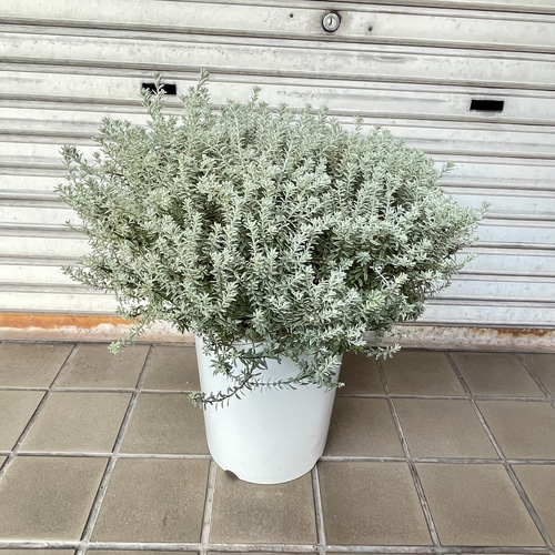 希少な斑入りウエストリンギア“スモーキーホワイト”9号大株