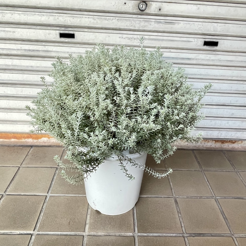 希少な斑入りウエストリンギア“スモーキーホワイト”9号大株