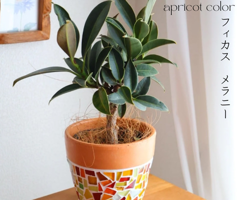 鉢と植物セット フィカスメラニー 観葉植物 植物 植木鉢 鉢 プランター