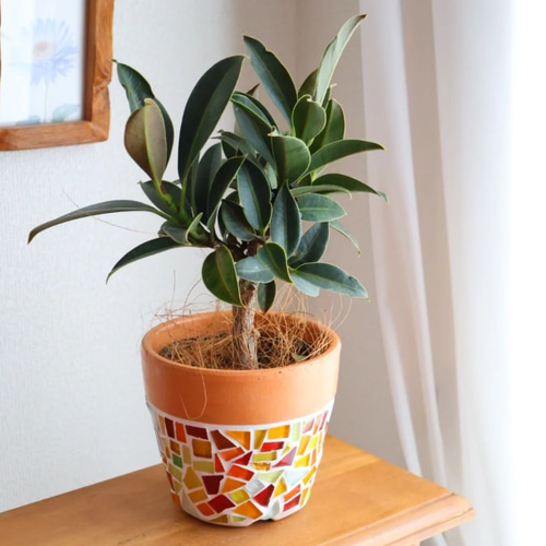 鉢と植物セット フィカスメラニー 観葉植物 植物 植木鉢 鉢 プランター