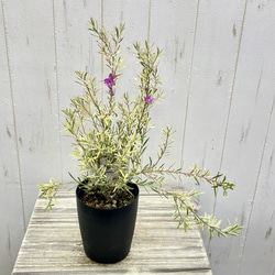 斑入り サザンクロス フィリーナ クイーン ピンクの花が咲く四季咲き低木 2枚目の画像