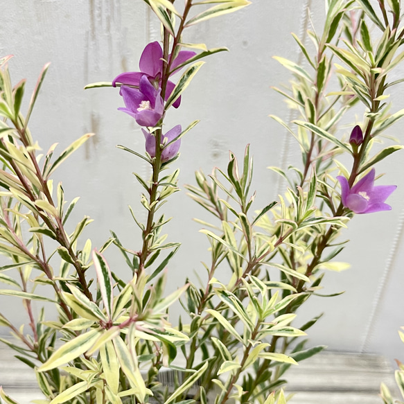 斑入り サザンクロス フィリーナ クイーン ピンクの花が咲く四季咲き低木 6枚目の画像