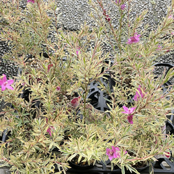 斑入り サザンクロス フィリーナ クイーン ピンクの花が咲く四季咲き低木 10枚目の画像