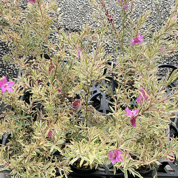 斑入り サザンクロス フィリーナ クイーン ピンクの花が咲く四季咲き低木 10枚目の画像