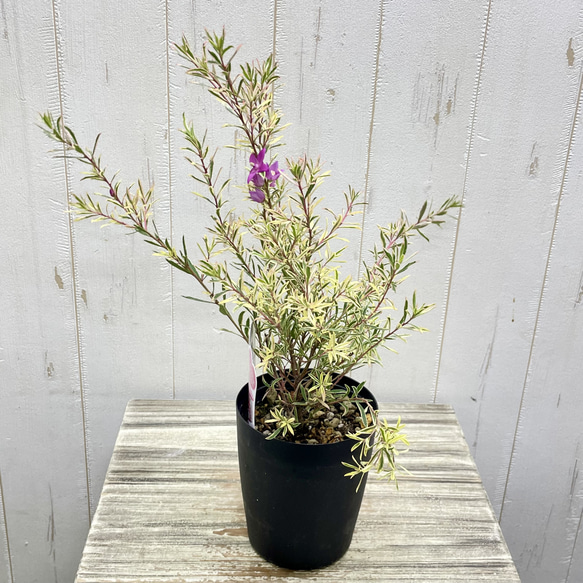 斑入り サザンクロス フィリーナ クイーン ピンクの花が咲く四季咲き低木 3枚目の画像