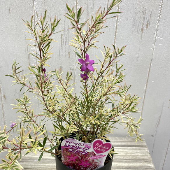 斑入り サザンクロス フィリーナ クイーン ピンクの花が咲く四季咲き低木 5枚目の画像