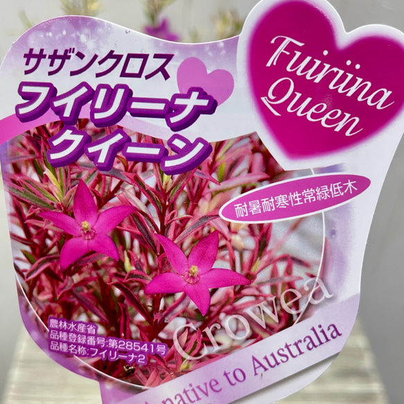 斑入り サザンクロス フィリーナ クイーン ピンクの花が咲く四季咲き低木 7枚目の画像