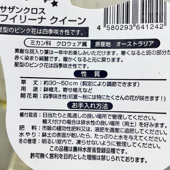 斑入り サザンクロス フィリーナ クイーン ピンクの花が咲く四季咲き低木 8枚目の画像