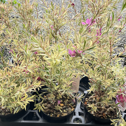 斑入り サザンクロス フィリーナ クイーン ピンクの花が咲く四季咲き低木 9枚目の画像