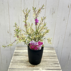 斑入り サザンクロス フィリーナ クイーン ピンクの花が咲く四季咲き低木 1枚目の画像