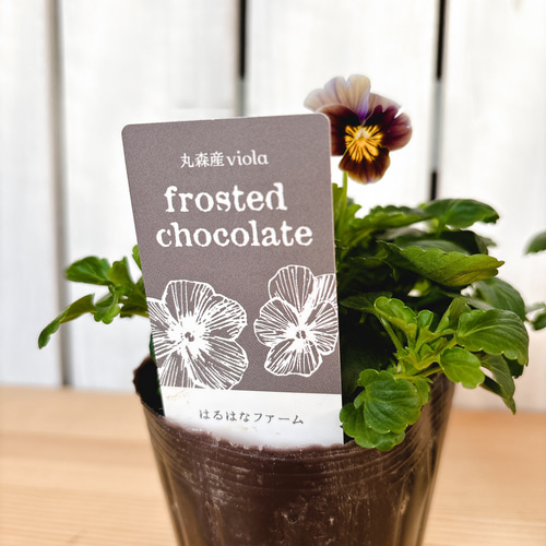 花苗】ビオラ フロステッドチョコレート 希少種 ポットごと現品発送