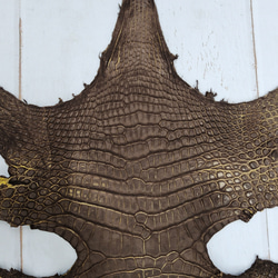 ワニ革　クロコ　ヌバック＆フレーム仕上げ　ショコラ＆シトロン　No.C009097 4枚目の画像