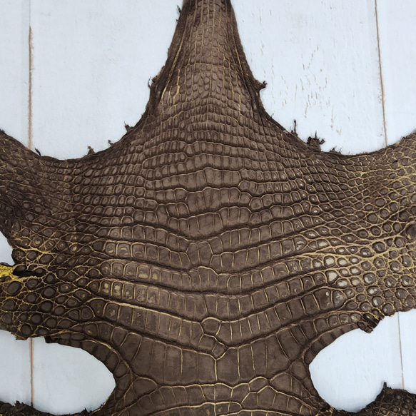 ワニ革　クロコ　ヌバック＆フレーム仕上げ　ショコラ＆シトロン　No.C009097 4枚目の画像