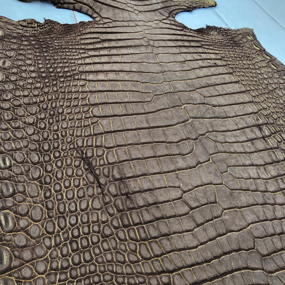 ワニ革　クロコ　ヌバック＆フレーム仕上げ　ショコラ＆シトロン　No.C009097 16枚目の画像