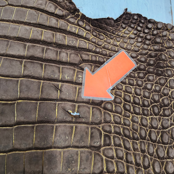 ワニ革　クロコ　ヌバック＆フレーム仕上げ　ショコラ＆シトロン　No.C009097 14枚目の画像