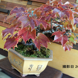 盆栽 『ザクロ』 和風 インテリア 花 苔 実 園芸 ガーデニング 観葉