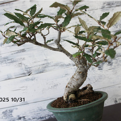 盆栽 『グミ』 和風 インテリア 花 園芸 ガーデニング オブジェ 観葉